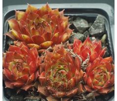 Sempervivum AOSTRO GILBERT