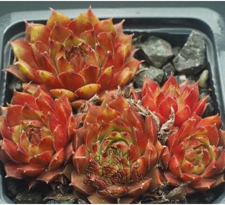 Sempervivum AOSTRO GILBERT