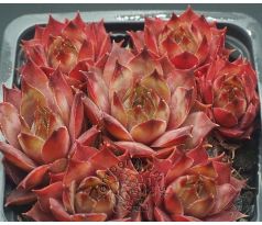 Sempervivum APANTSCHI