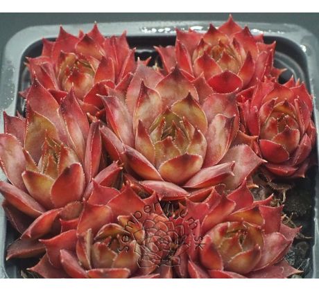 Sempervivum APANTSCHI