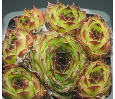 Sempervivum APOLLO