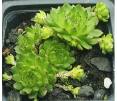 Sempervivum APOLLO`S FROG