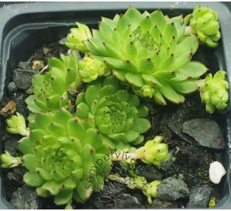 Sempervivum APOLLO`S FROG