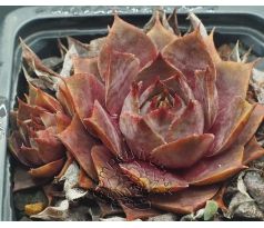 Sempervivum ATHEN