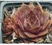 Sempervivum ATHEN
