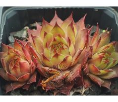 Sempervivum ATLANTIS II