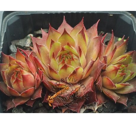 Sempervivum ATLANTIS II
