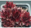 Sempervivum AUGENSTERN