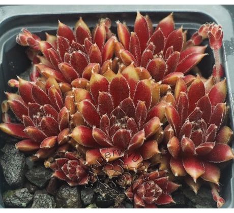 Sempervivum BILBO BEUTLIN
