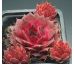 Sempervivum BLACK CLARET