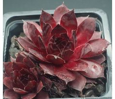 Sempervivum BLACK ROUGE
