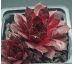 Sempervivum BLACK ROUGE