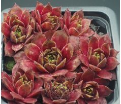 Sempervivum BLAZING MORNING STAR