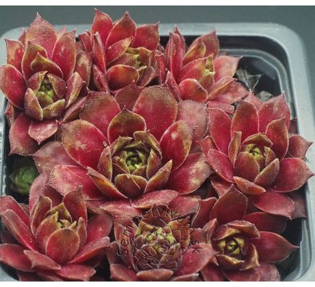 Sempervivum BLAZING MORNING STAR