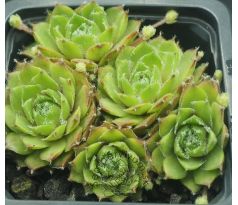 Sempervivum CAECILIA