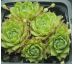 Sempervivum CAECILIA