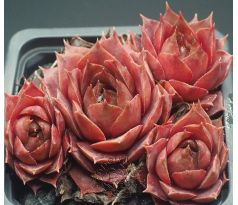 Sempervivum BLUE M82