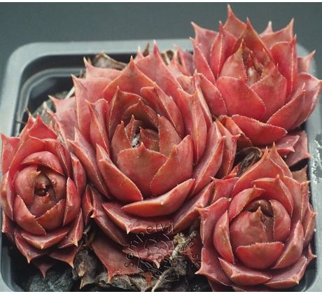 Sempervivum BLUE M82