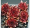 Sempervivum FIRGROVE EARLY RISER
