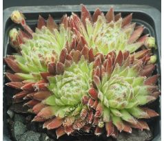 Sempervivum FIRMAMENT
