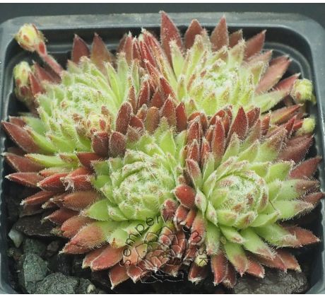 Sempervivum FIRMAMENT