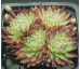 Sempervivum FIRMAMENT