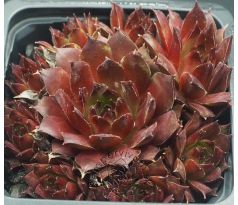 Sempervivum FLAMMENSCHWERT
