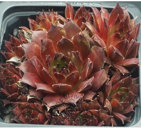 Sempervivum FLAMMENSCHWERT