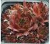 Sempervivum FLAMMENSCHWERT