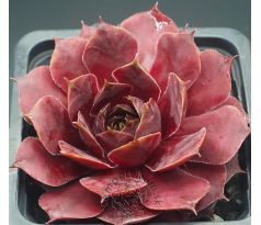Sempervivum FLANDER`S PASSION