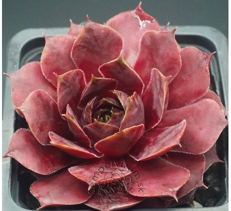 Sempervivum FLANDER`S PASSION
