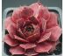 Sempervivum FLANDER`S PASSION