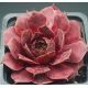 Sempervivum FLANDER`S PASSION