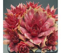 Sempervivum FREE SPIRIT