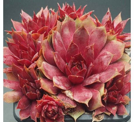 Sempervivum FREE SPIRIT