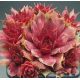 Sempervivum FREE SPIRIT