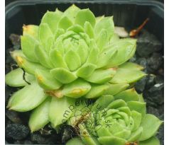 Sempervivum FROSCHKÖNIG