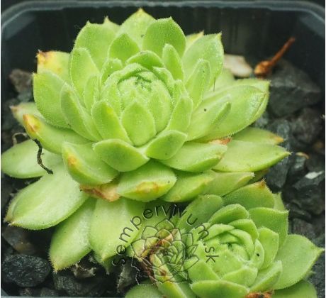 Sempervivum FROSCHKÖNIG