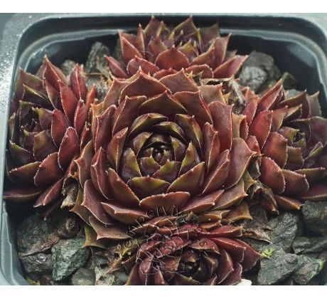 Sempervivum GARGAMEL