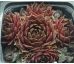 Sempervivum GARGAMEL