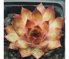Sempervivum GINGER NUT