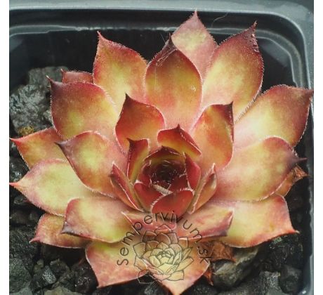 Sempervivum GINGER NUT