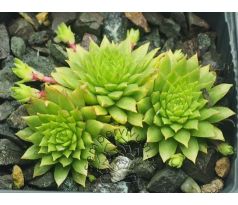 Sempervivum GLÜHWÜRMCHEN