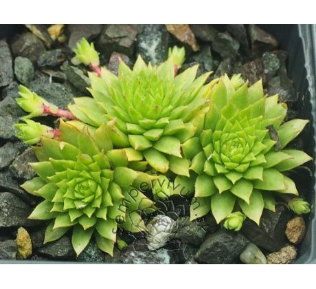 Sempervivum GLÜHWÜRMCHEN