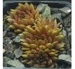 Sempervivum GOLDSCHATZ