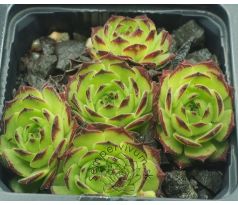 Sempervivum GREEN FELLOW
