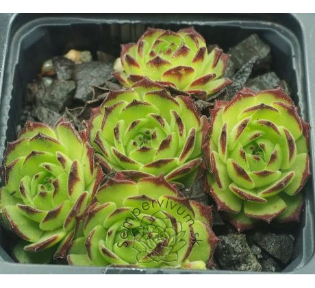 Sempervivum GREEN FELLOW