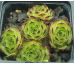Sempervivum GREEN FELLOW