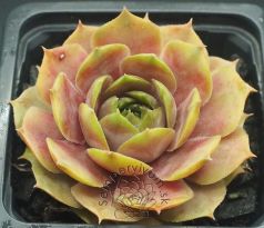 Sempervivum GREY GHOST