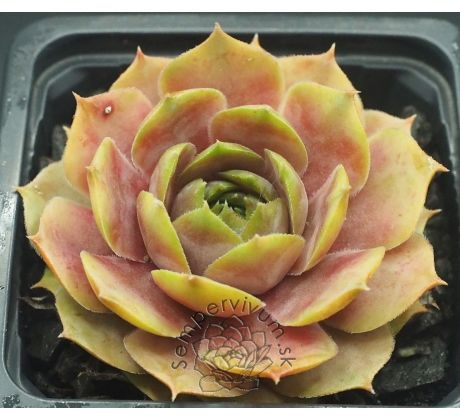 Sempervivum GREY GHOST